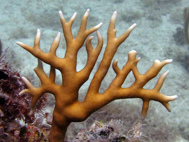 Millepora alcicornis